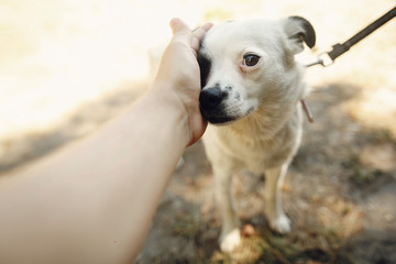 hand of man caress little scared dog from shelter posing outside in sunny park, adoption concept