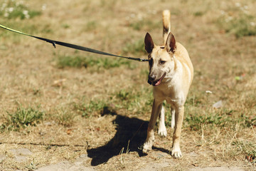 big brown positive dog from shelter with big ears posing outside in sunny park, adoption concept