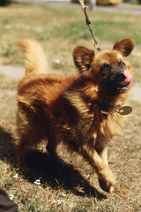 brown positive funny dog from shelter with amazing look posing outside in sunny park, adoption concept