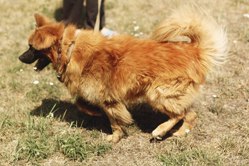 brown positive funny dog from shelter with amazing look posing outside in sunny park, adoption concept