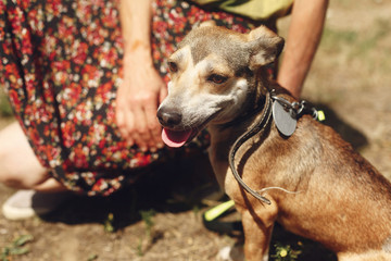 hand of man caress  brown scared dog from shelter posing outside in sunny park, adoption concept