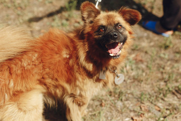brown positive funny dog from shelter with amazing look posing outside in sunny park, adoption...