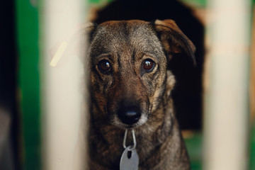 sad looking eyes of puppy in shelter cage, unhappy emotional moment, adopt me concept, space for...