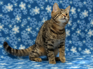 Young one-eyed cat