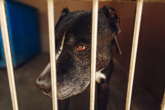 cute pitbul dog in shelter cage with sad crying eyes and pointing nose, emotional moment, adopt me concept, space for text
