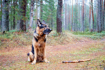 Dog German Shepherd in a forest in a summer