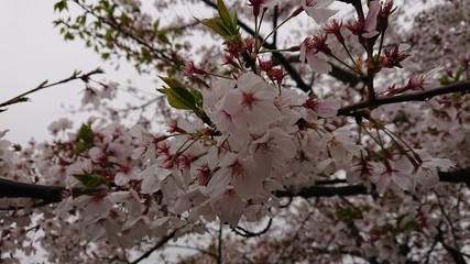 雨に濡れた桜