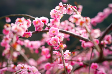 Fototapeta na wymiar Japan Plum Blossom