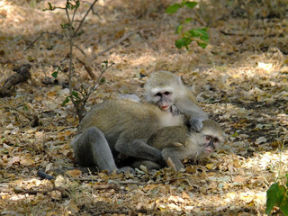 Monkey, Zambia, Zimbabwe