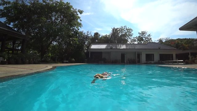 Golden Retriever Swimming in the Pool