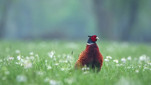 Wild male pheasant standing in a grass and calling in early spring season