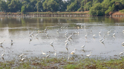 Flock of Migratory Egrets  and Ducks in lake, Goa, India.