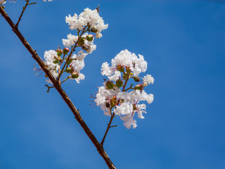White flowers over the sky