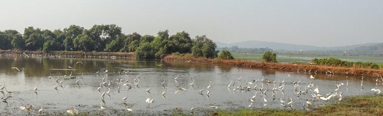 Flock of Migratory Egrets  and Ducks in lake, Goa, India.