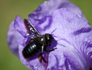 Insect on a purple flower. Macro photography