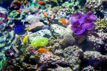 Fototapeta na wymiar Beautiful underwater background with corals and fish. Multi-colored marine ocean plants. Exotic flora water