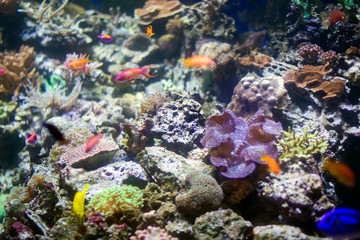 Beautiful underwater background with corals and fish. Multi-colored marine ocean plants. Exotic flora water