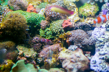 Beautiful underwater background with corals and fish. Multi-colored marine ocean plants. Exotic flora water