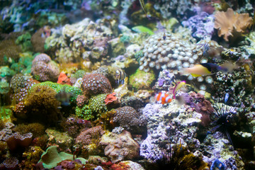Naklejka na ściany i meble Beautiful underwater background with corals and fish. Multi-colored marine ocean plants. Exotic flora water