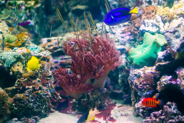 Beautiful underwater background with corals and fish. Multi-colored marine ocean plants. Exotic flora water