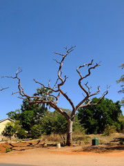 Baobab, Africa