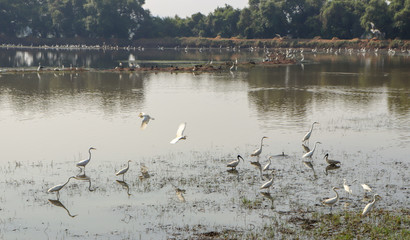 Flock of Migratory Egrets  and Ducks in lake, Goa, India.