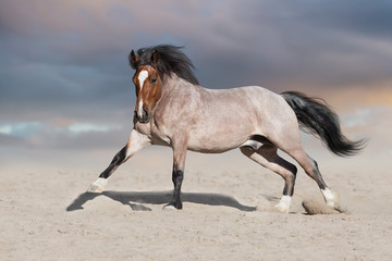 Bay horse run on desert dust
