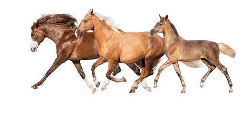 Palomino,red and buckskin horses run isolated