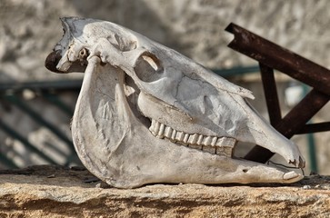 Cranio di cavallo