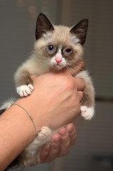 little funny snow shu kitten