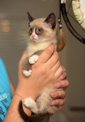 little funny snow shu kitten