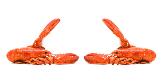 Lobster isolated / Steamed lobster seafood on white background