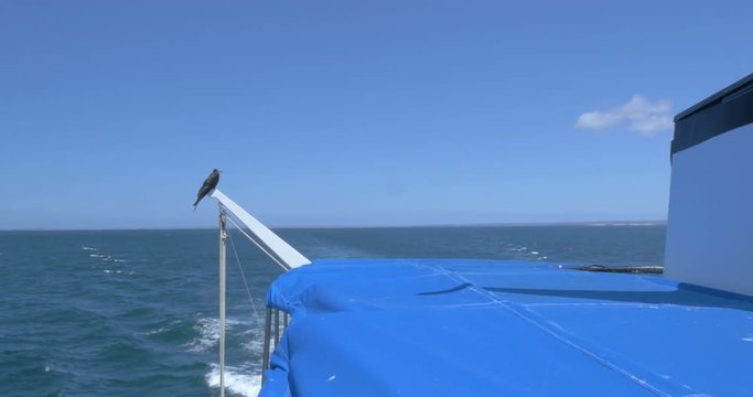 Magnificent frigatebird stands on a boat