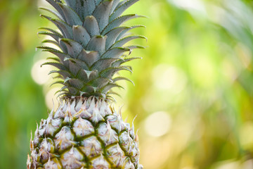 Fresh pineapple on nature background / Close up pineapple tropical fruit