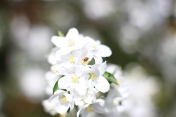 Little bugs on the flowers of Apple trees