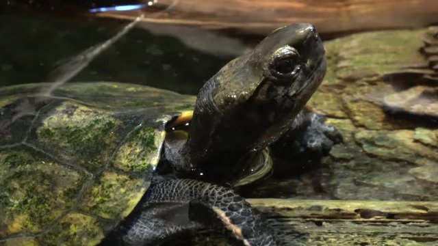 ニホンイシガメ、イシガメ / Japanese pond turtle, Mauremys japonica, 4K