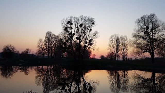 Beautiful early spring river landscape. Dried cane, near water, trees and pine forest along the river, evening, sunset, twilight. Panoramic 4k video