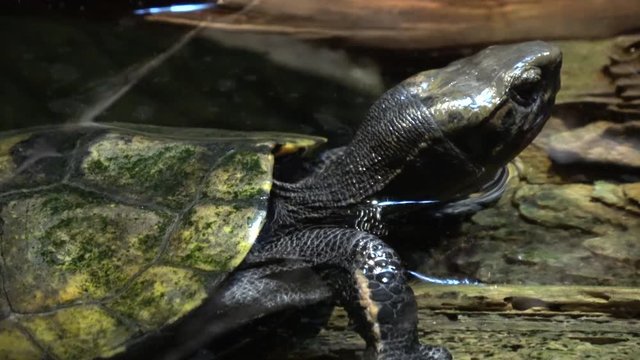 ニホンイシガメ、イシガメ / Japanese pond turtle, Mauremys japonica, 4K