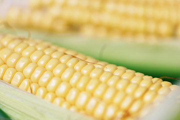 Corn on cobs and sweet corn ears on background close up