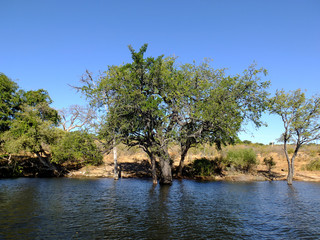 Botswana, Zambezi River, Africa, Safari & Cruise