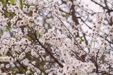 Beautiful blooming blossom buds and flowers on fruit trees cherry peach apricot in picturesque spring close up