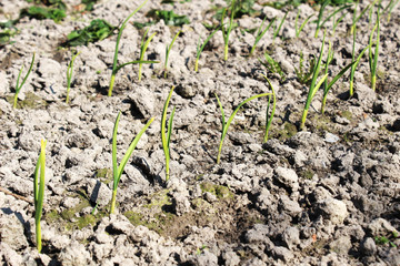 The cultivation of garlic. Farming and gardening
