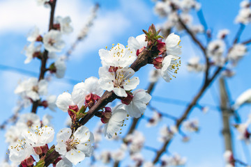 Beautiful blooming blossom buds and flowers on fruit trees cherry peach apricot in picturesque spring close up