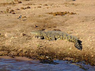 Botswana, Zambezi River, Africa, Safari & Cruise