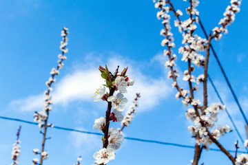 Beautiful blooming blossom buds and flowers on fruit trees cherry peach apricot in picturesque spring close up