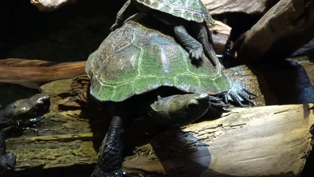 ニホンイシガメ、イシガメ / Japanese pond turtle, Mauremys japonica, 4K