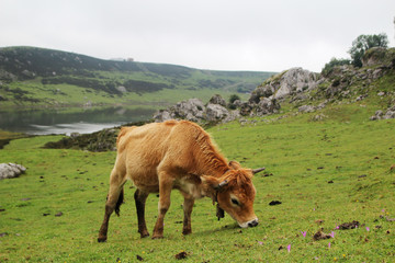 Cows in Covadonga lagos National park Picos de Europa, Spain