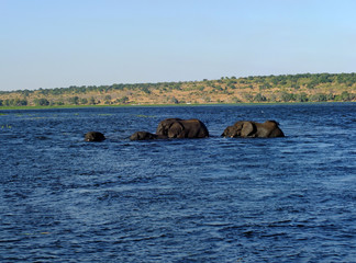 Botswana, Zambezi River, Africa, Safari & Cruise