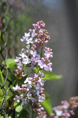 Sprig of lilac grows through a metal grid