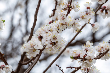 Beautiful blooming blossom buds and flowers on fruit trees cherry peach apricot in picturesque spring close up